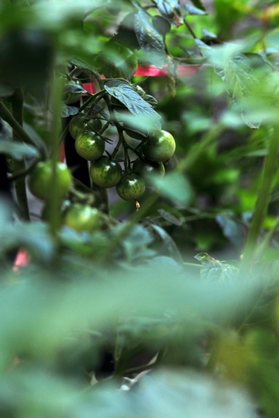 DSC_6236.jpg
